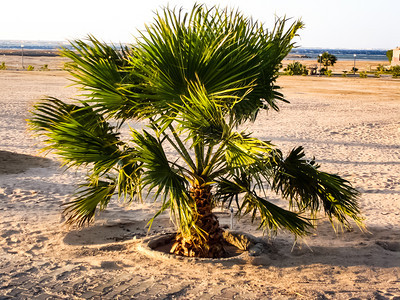 埃及的棕榈树公园和绿洲的植物埃及棕榈树公园的植物图片