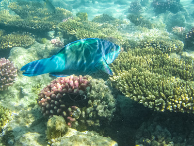 鱼在珊瑚礁上游红海的水下世界图片