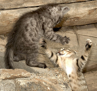 两只条纹猫打架家游戏两只条纹猫打架图片