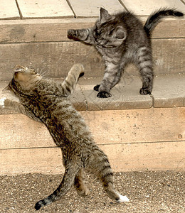 两只条纹猫打架家游戏两只条纹猫打架图片