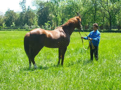 2013年7月2日俄罗斯诺武库班克马在围栏后面的草地上吃马在围栏后面的草地上吃马在诺武库班斯克的马在围栏后面的草地上吃图片