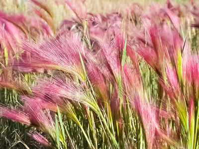 楚科特卡的通德拉植物草和花朵卉图片