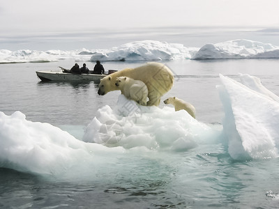 北极的北极熊水中的熊北极熊图片