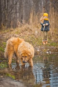 这只狗用皮带从湖边喝水到主人9803图片