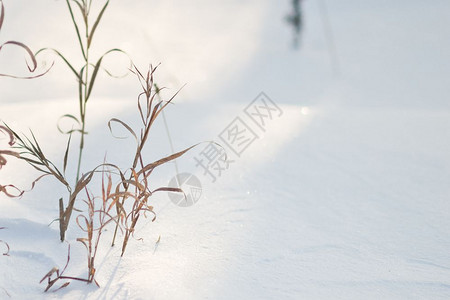 雪下最后几年的草雪下腐烂覆盖了829年图片