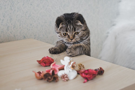 一只耳朵短的猫看着桌子图片