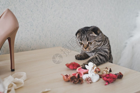 一只猫在桌子上弹着两耳的曲子一只短耳朵的猫在桌子上看6210图片