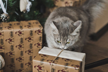 圣诞玩具里有毛猫在玩礼物628图片