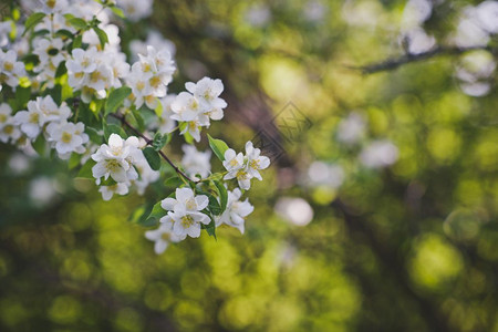 苹果树枝上的花朵苹果枝子是439图片