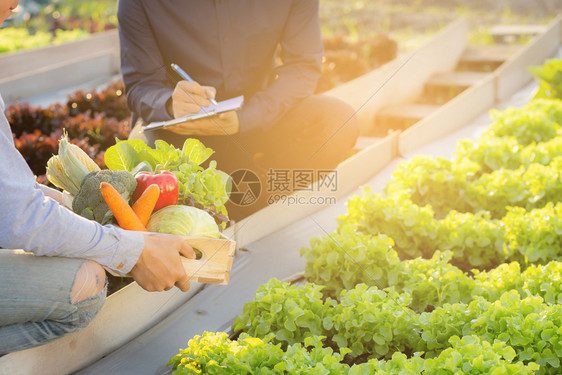 两名年轻的青男子在水栽农场检查和采集有机新鲜蔬菜并编写记录文件优质农产品的叶子生长情况即小企业所有者概念图片