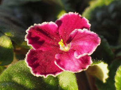 一种粉红色的植物又名非洲紫罗兰粉红圣徒花图片