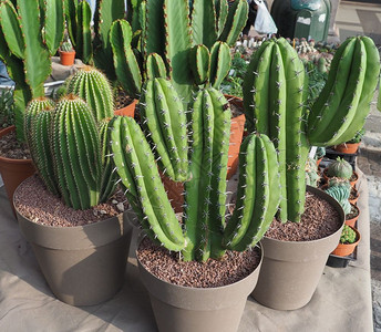 许多仙人掌被子植物真双子叶石竹仙人掌科植物许多仙人掌植物背景图片