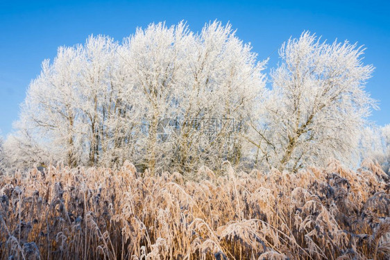沼泽地冬季有冷冻的稻草和树木图片