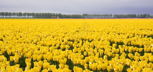 荷兰郁金香巨大的黄色田地图片