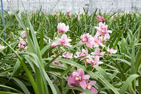 兰花植物苗圃图片