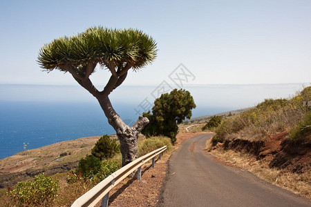 加那利群岛拉帕尔马海岸的龙树图片