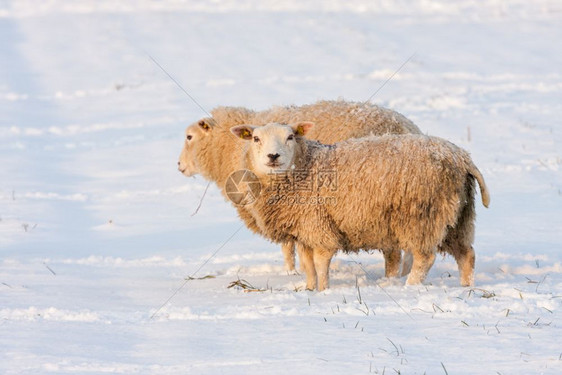 荷兰冬季风景和雪中绵羊的荷兰冬季风景雪中绵羊覆盖着草地寻找图片