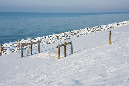 荷兰冰雪海岸沿线的牛群网图片