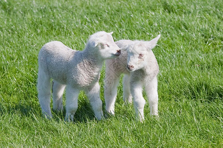 春时在牧场里有两个满足的年轻羊羔图片