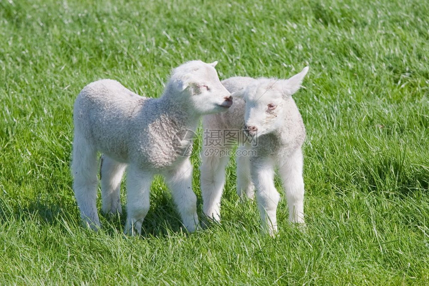 春时在牧场里有两个满足的年轻羊羔图片
