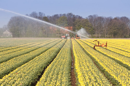 荷兰的黄色郁金香田为灌溉安装喷洒器黄色郁金香田为irrigatio安装喷洒器背景图片