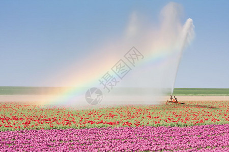 在荷兰的郁金园安装喷水器配有美丽的彩虹图片