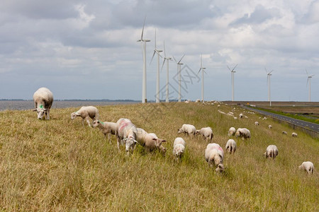 在荷兰用大型风涡轮机在一艘水车里放牧羊图片