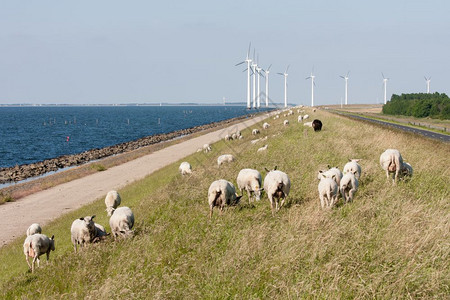 荷兰的绵羊海和挡风堤图片