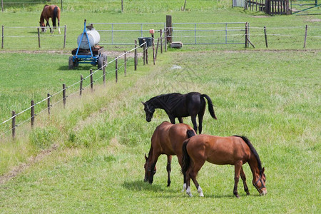 在有边界的草原上放牧马匹图片