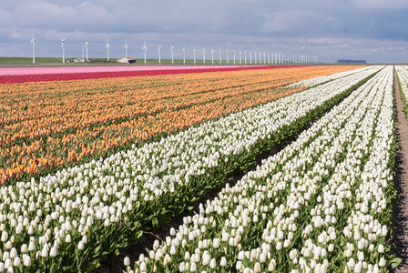 荷兰色彩多的郁金香田后面有风车和高清图片