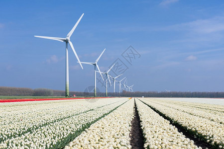 白色郁金香田后面的荷兰风力涡轮机背景图片