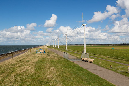 荷兰的羊海和风涡轮机图片