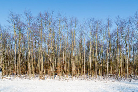 荷兰弗列沃冬季风景中的小树图片