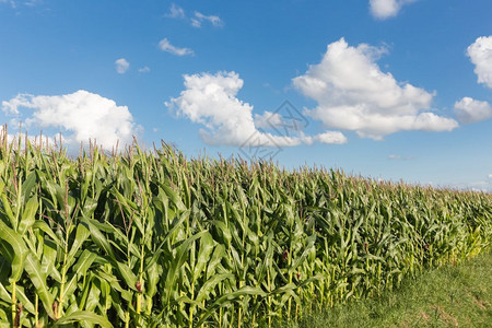 蓝色天空背景的荷兰玉米田图片