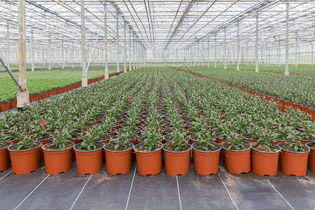 在一个大型荷兰温室种植内物高清图片