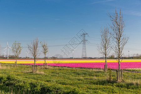 荷兰的郁金香田配有风涡轮机和电镀金图片