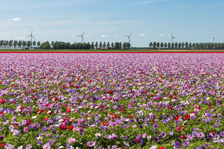 荷兰域有紫色盛开的葵和蓝天空图片