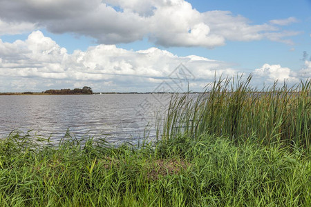 荷兰风景带有湖泊和Reed银行植被的荷兰风景背景图片