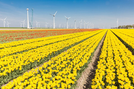 荷兰田地有美丽的黄郁金和风力涡轮机图片