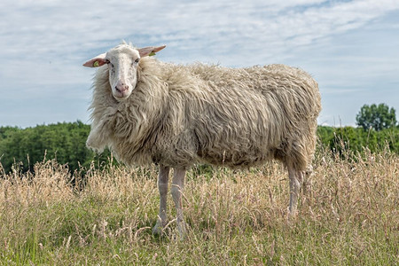 长草的荷兰田野中配有专精的羊长草荷兰田野中配有专精的荷兰田野中配有专精的羊图片