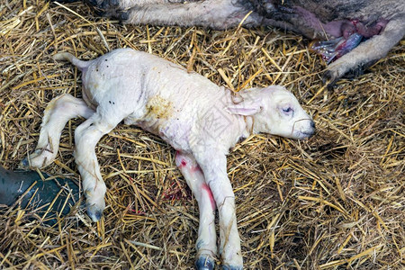 新生羊羔刚出生几秒钟图片