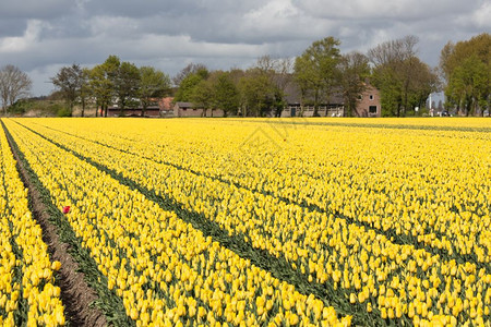 荷兰农村景观舍和多彩黄色郁金园图片