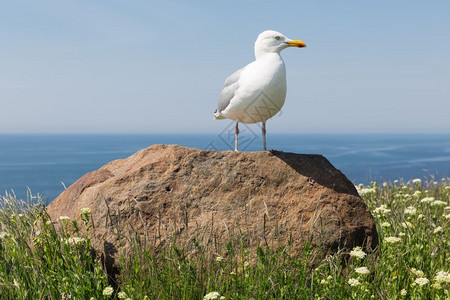 海鸥在北的德国尔哥兰岛躺在大石头上图片
