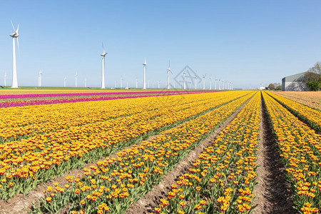 荷兰农田有黄色和紫的郁金大风涡轮机图片