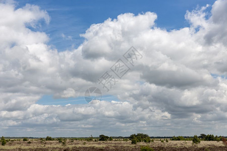 荷兰公园有卫生一棵树和美丽的云天图片