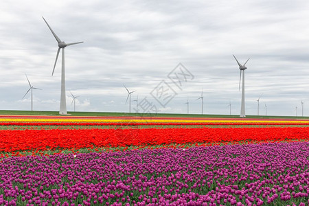 荷兰有大型风力涡轮机的多彩郁金流田图片