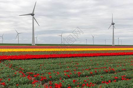 荷兰有大型风力涡轮机的多彩郁金流田图片