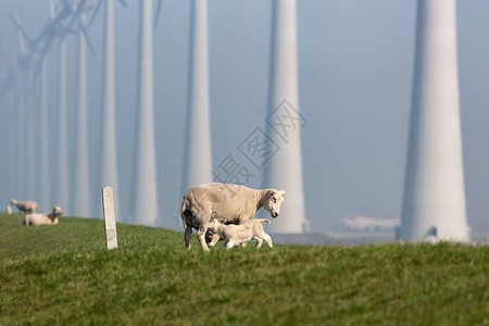 荷兰Flevoland风力涡轮机场附近的牛羊和荷兰Flevoland风力涡轮机场附近的牛羊和荷兰风力涡轮机场附近的水牛和羊背景图片