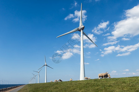 荷兰驾驶风力涡轮机和绵羊荷兰驾驶和风力涡轮机图片