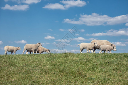 荷兰人骑着羊群和美丽的云空乘着绵羊群和美丽的荷兰云空图片